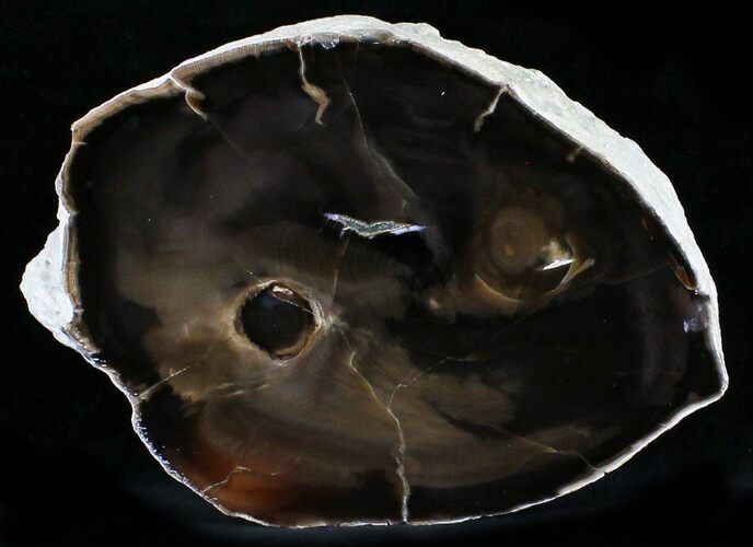 Petrified Wood Slab - McDermitt, Oregon #24235